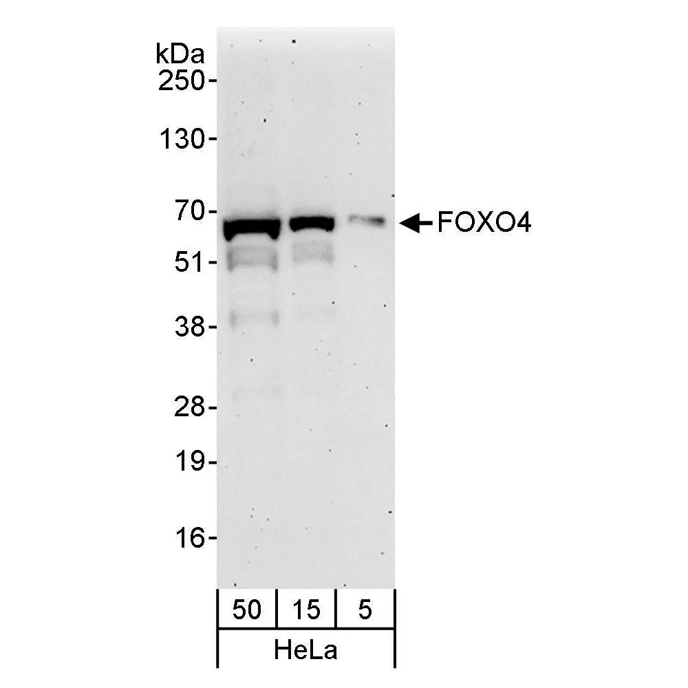 Rabbit anti-FOXO4 Antibody, Affinity Purified