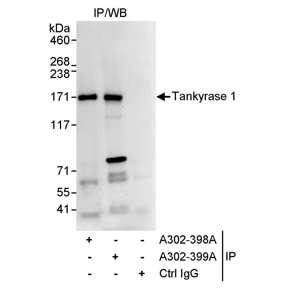 Rabbit anti-Tankyrase 1 Antibody, Affinity Purified