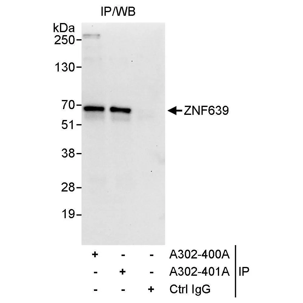Rabbit anti-ZNF639 Antibody, Affinity Purified