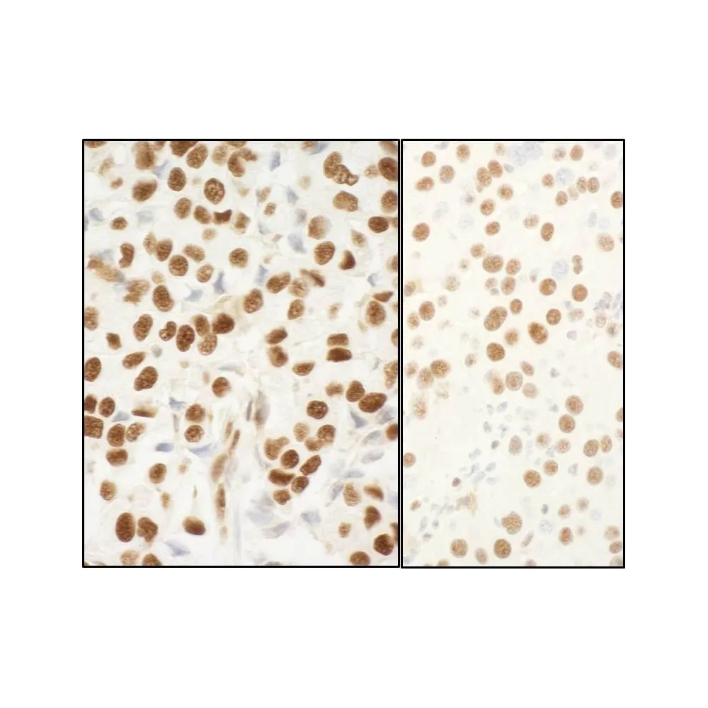 Rabbit anti-NPM1 Antibody, Affinity Purified