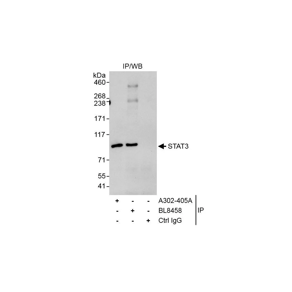 Rabbit anti-STAT3 Antibody, Affinity Purified