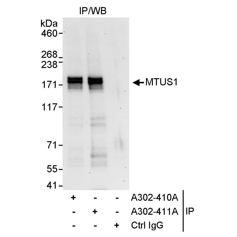 Rabbit anti-MTUS1 Antibody, Affinity Purified