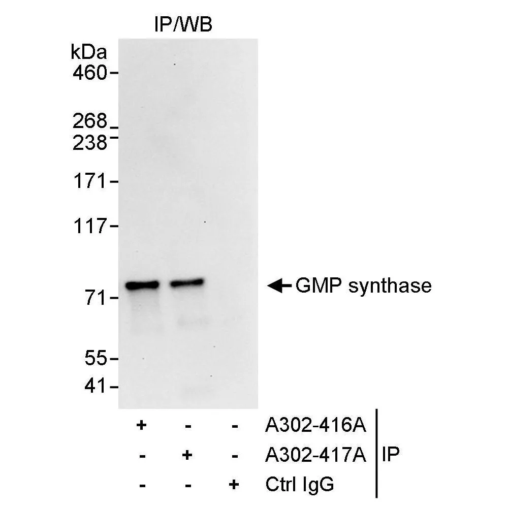 Rabbit anti-GMP synthase Antibody, Affinity Purified