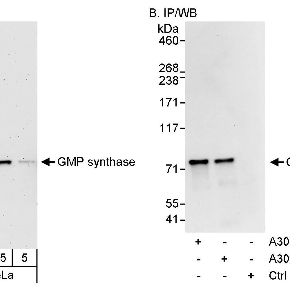 Rabbit anti-GMP synthase Antibody, Affinity Purified
