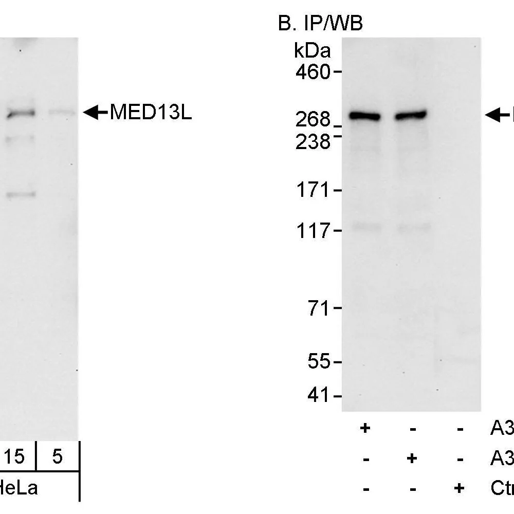 Rabbit anti-MED13L Antibody, Affinity Purified