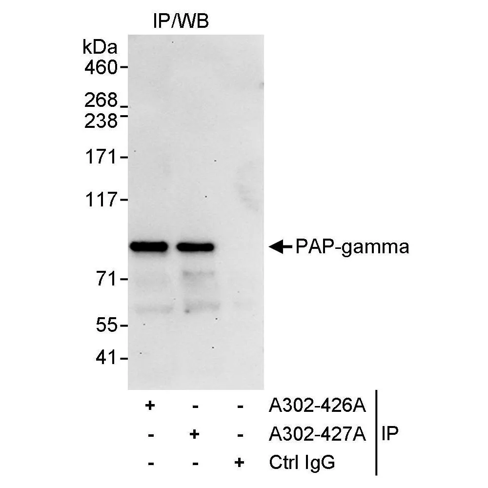 Rabbit anti-PAP-gamma Antibody, Affinity Purified