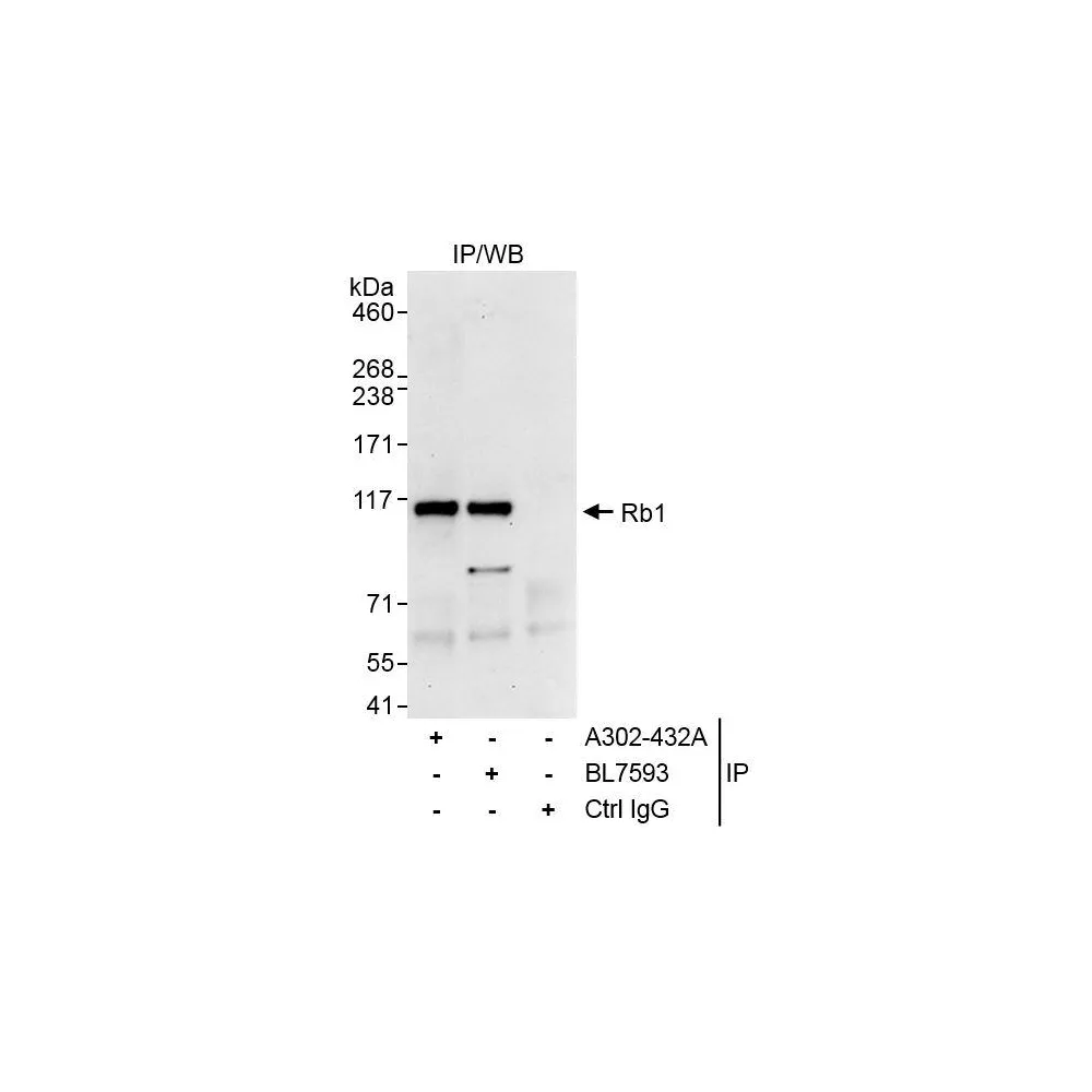 Rabbit anti-Rb1 Antibody, Affinity Purified