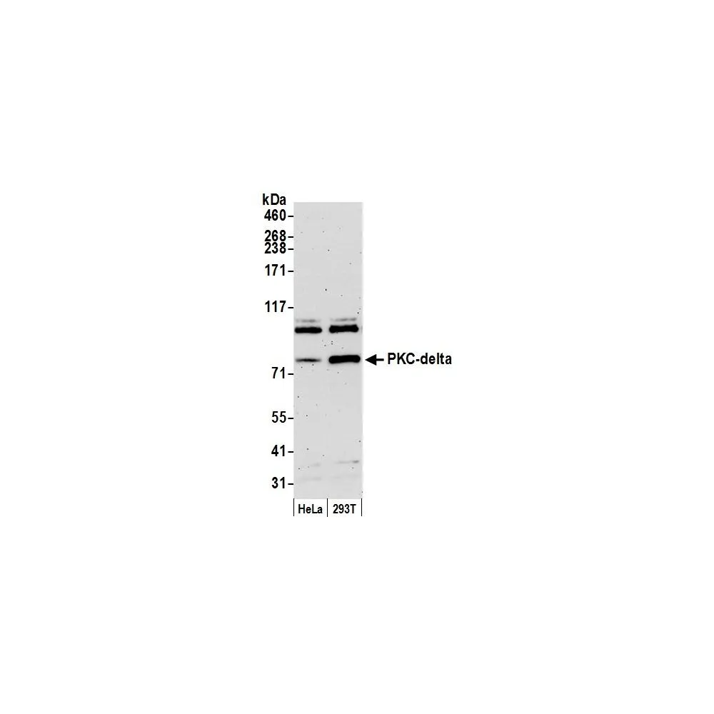 Rabbit anti-PKC-delta Antibody, Affinity Purified