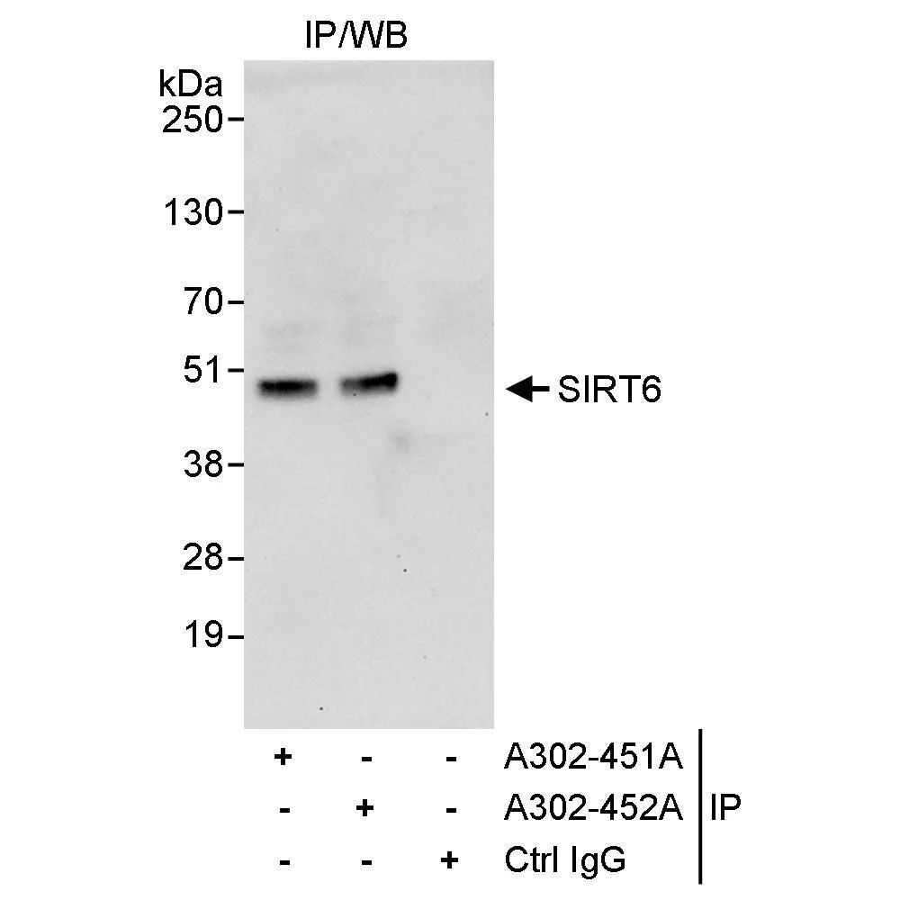 Rabbit anti-Sirt6 Antibody, Affinity Purified