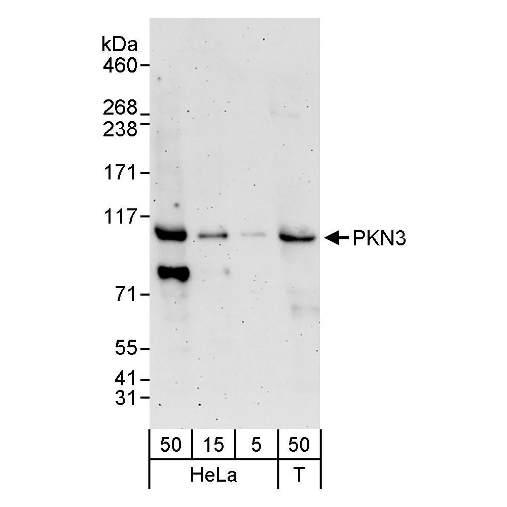 Rabbit anti-PKN3 Antibody, Affinity Purified