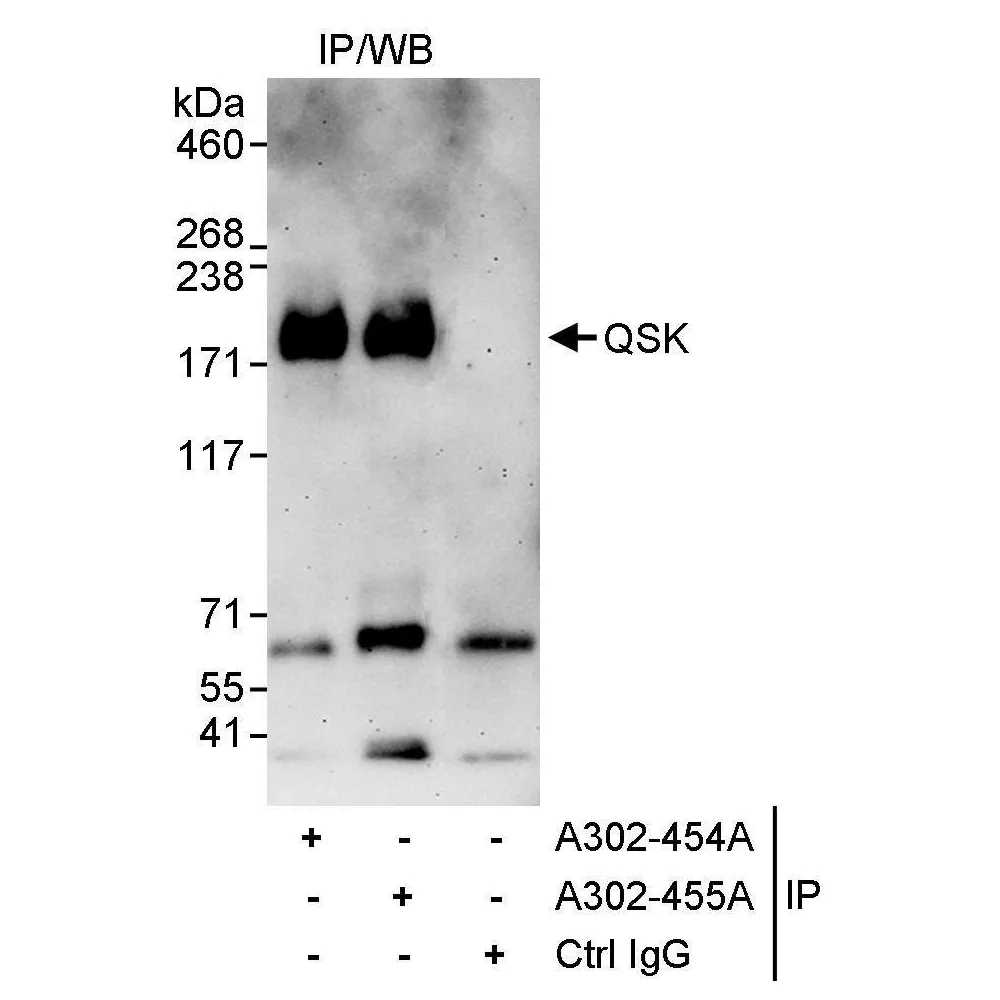 Rabbit anti-QSK Antibody, Affinity Purified