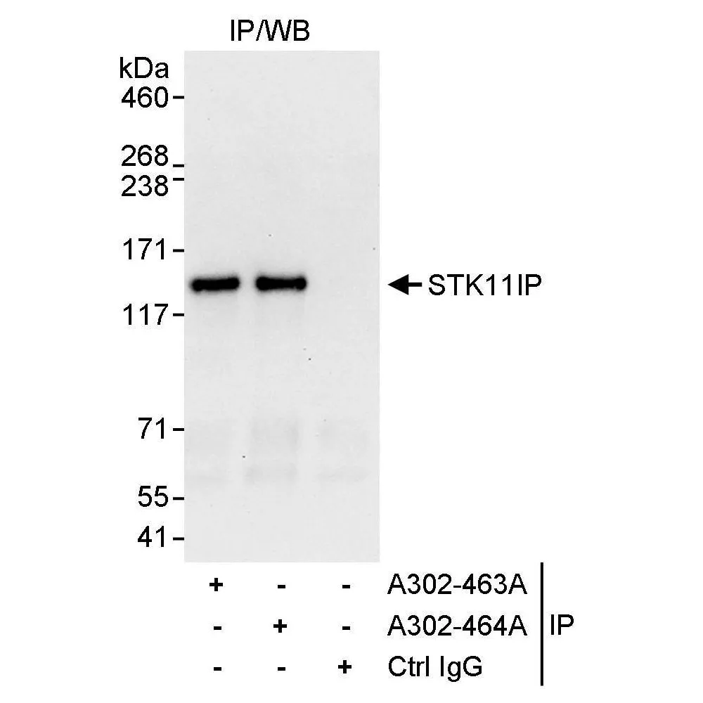 Rabbit anti-STK11IP Antibody, Affinity Purified