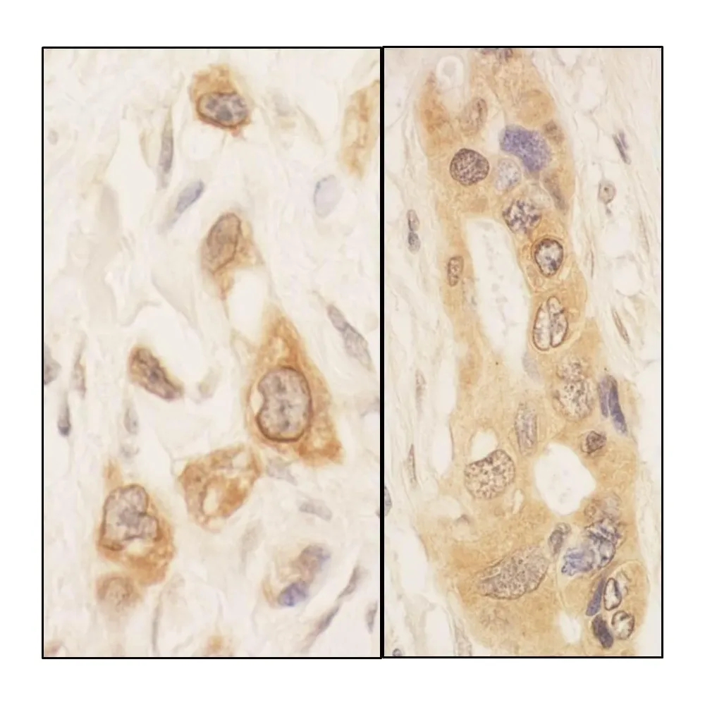 Rabbit anti-SPAK Antibody, Affinity Purified