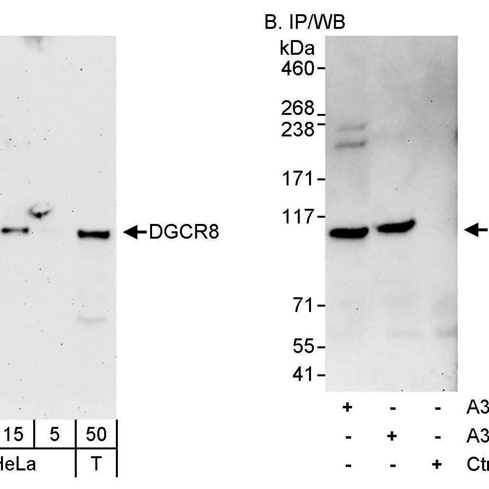 Rabbit anti-DGCR8 Antibody, Affinity Purified