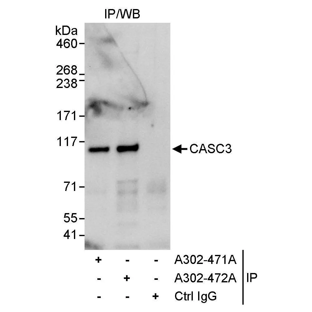 Rabbit anti-CASC3 Antibody, Affinity Purified