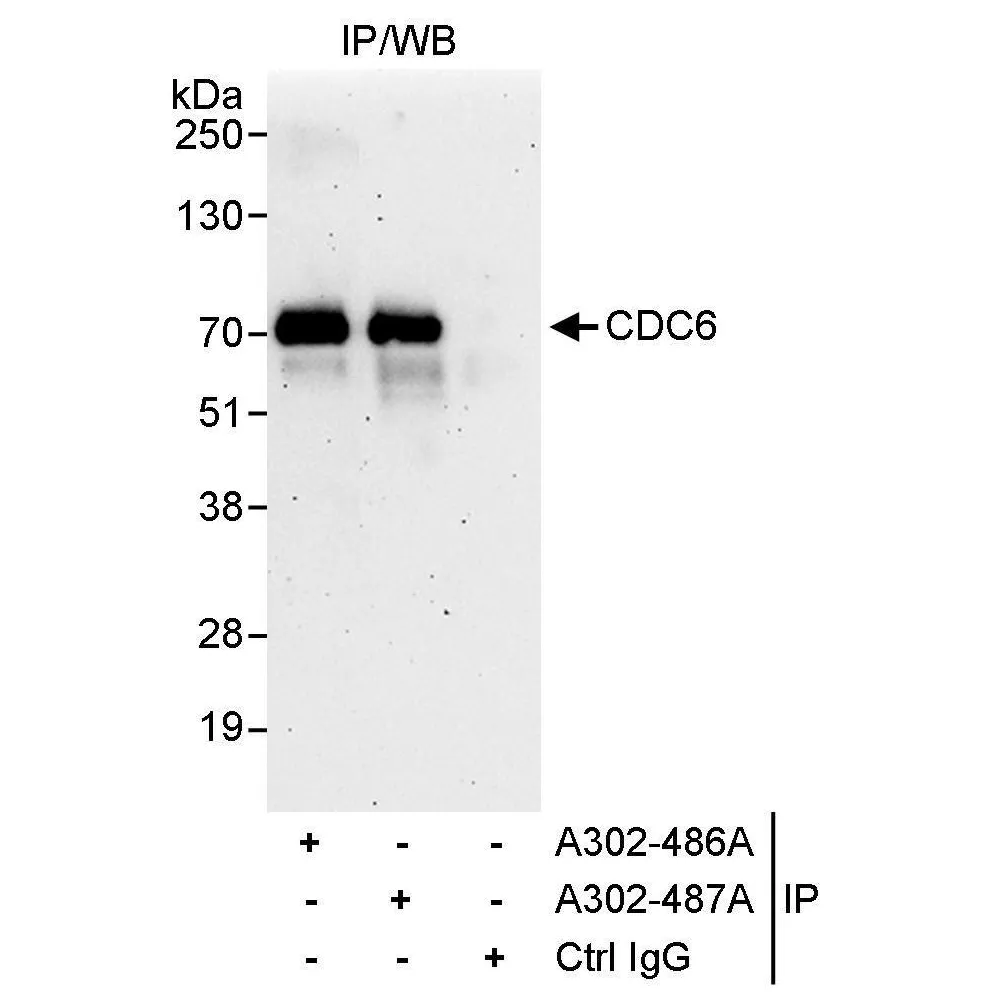 Rabbit anti-CDC6 Antibody, Affinity Purified