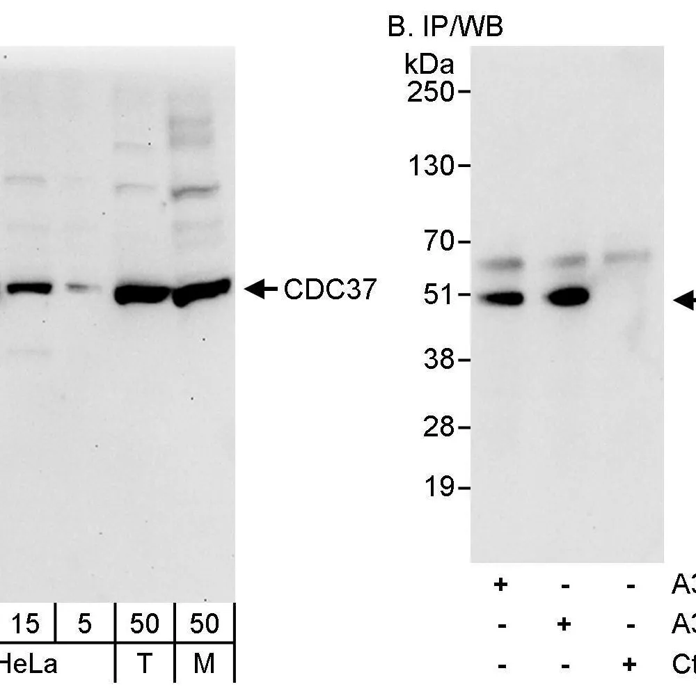 Rabbit anti-CDC37 Antibody, Affinity Purified