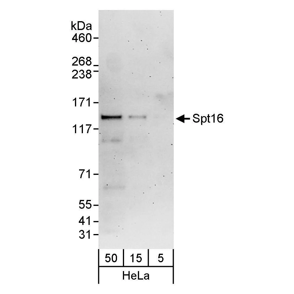 Rabbit anti-Spt16 Antibody, Affinity Purified