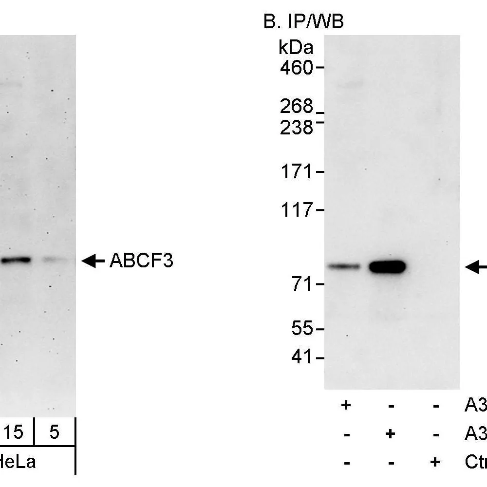 Rabbit anti-ABCF3 Antibody, Affinity Purified