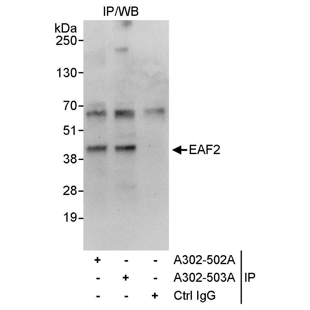 Rabbit anti-EAF2 Antibody, Affinity Purified