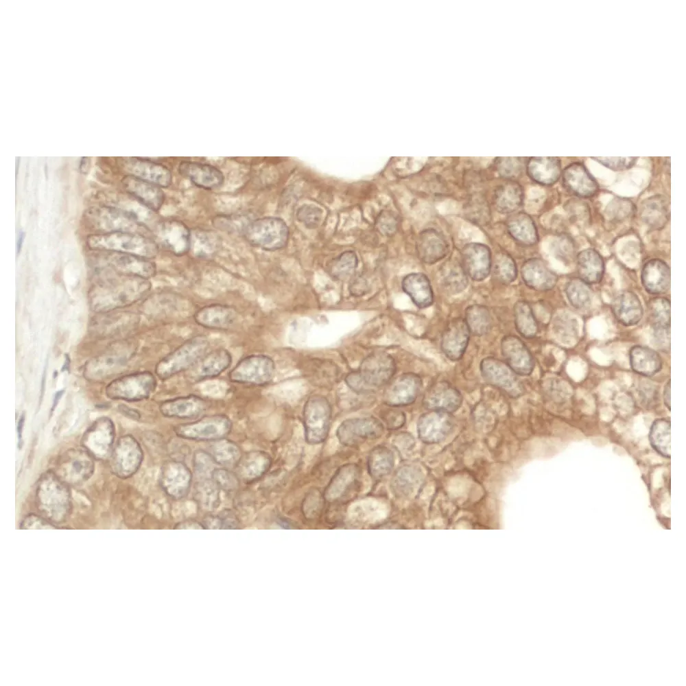 Rabbit anti-NEDD4L Antibody, Affinity Purified