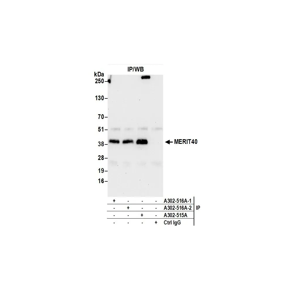 Rabbit anti-MERIT40 Antibody, Affinity Purified