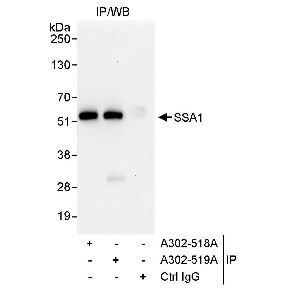 Rabbit anti-SSA1 Antibody, Affinity Purified