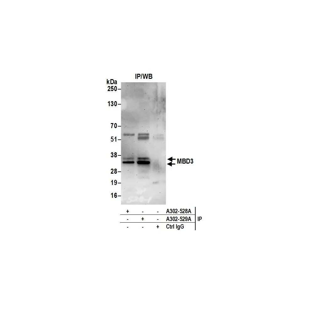 Rabbit anti-MBD3 Antibody, Affinity Purified