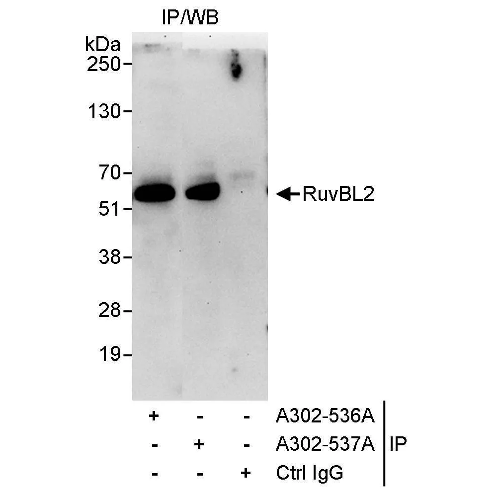 Rabbit anti-RuvBL2 Antibody, Affinity Purified