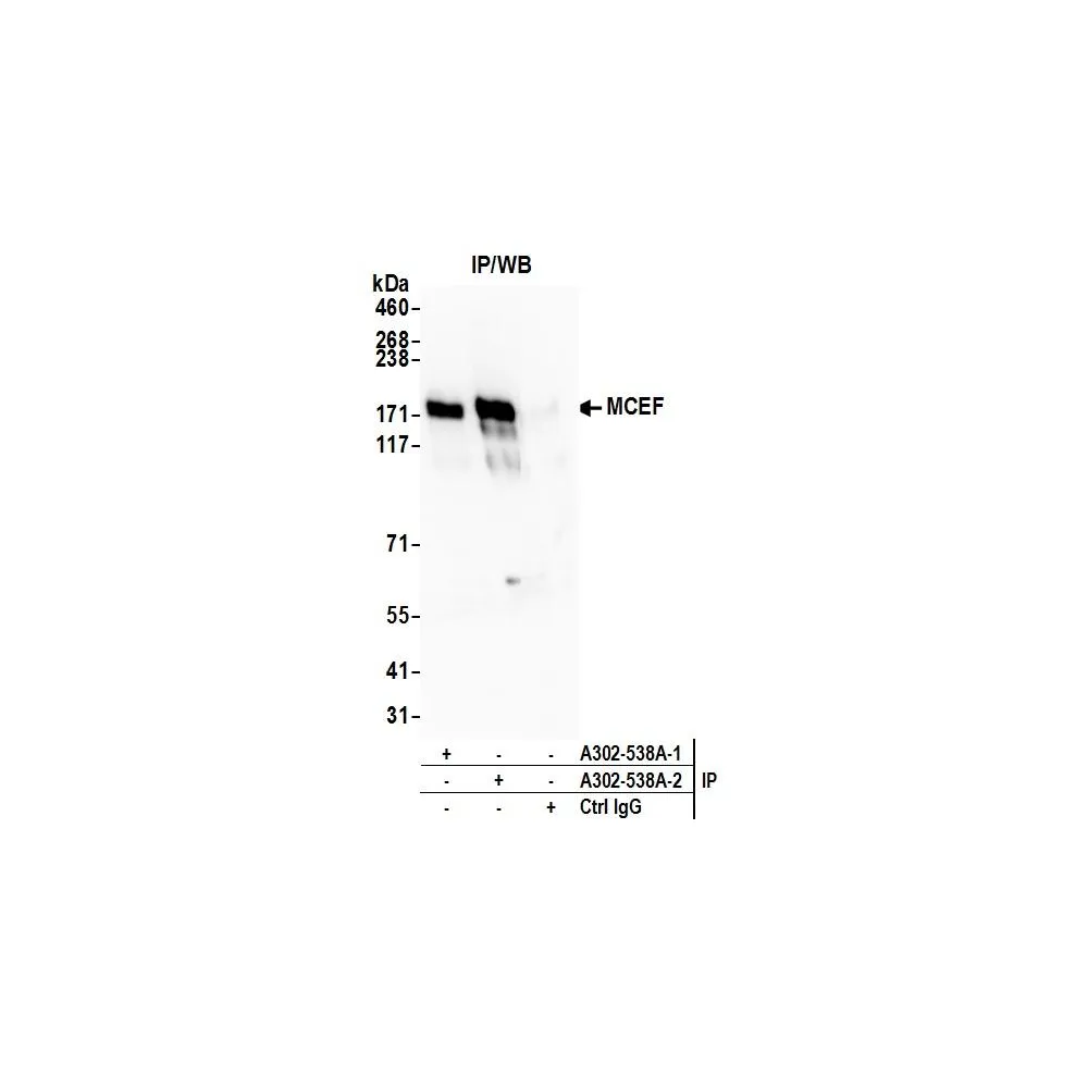 Rabbit anti-MCEF Antibody, Affinity Purified
