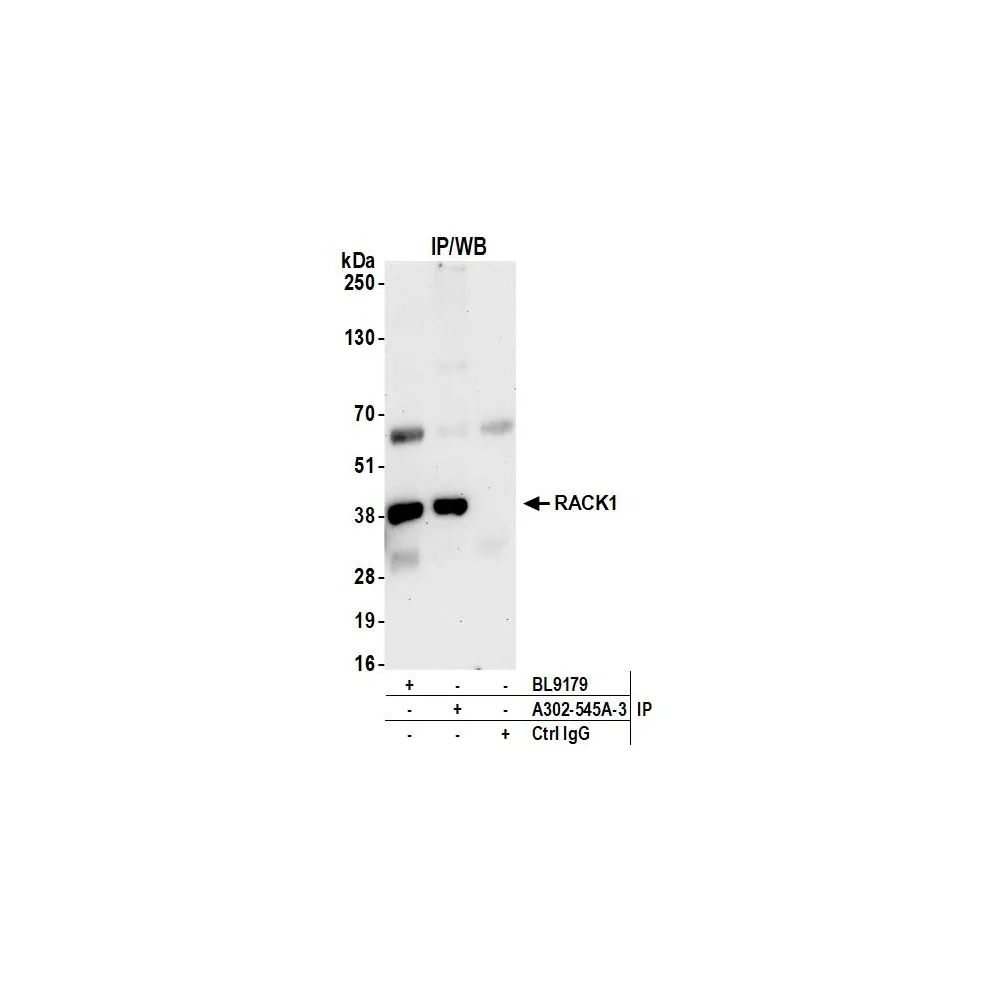 Rabbit anti-RACK1 Antibody, Affinity Purified