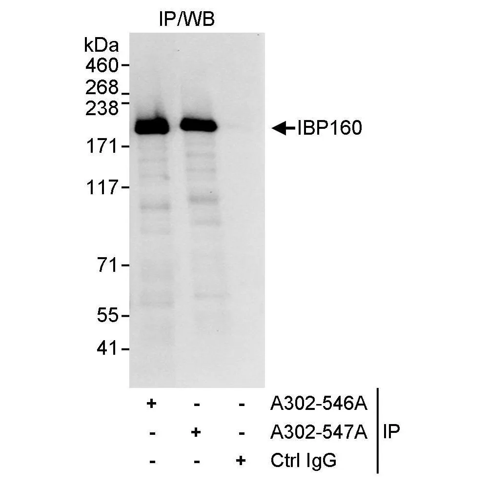 Rabbit anti-IBP160 Antibody, Affinity Purified