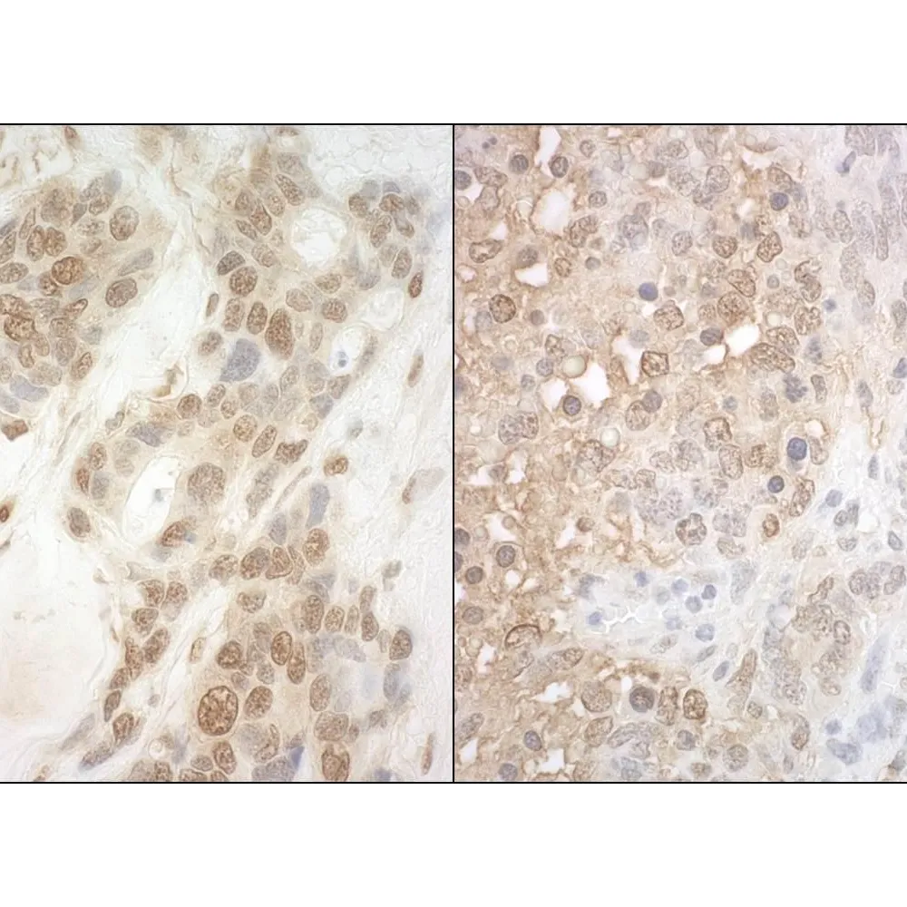 Rabbit anti-APC7 Antibody, Affinity Purified