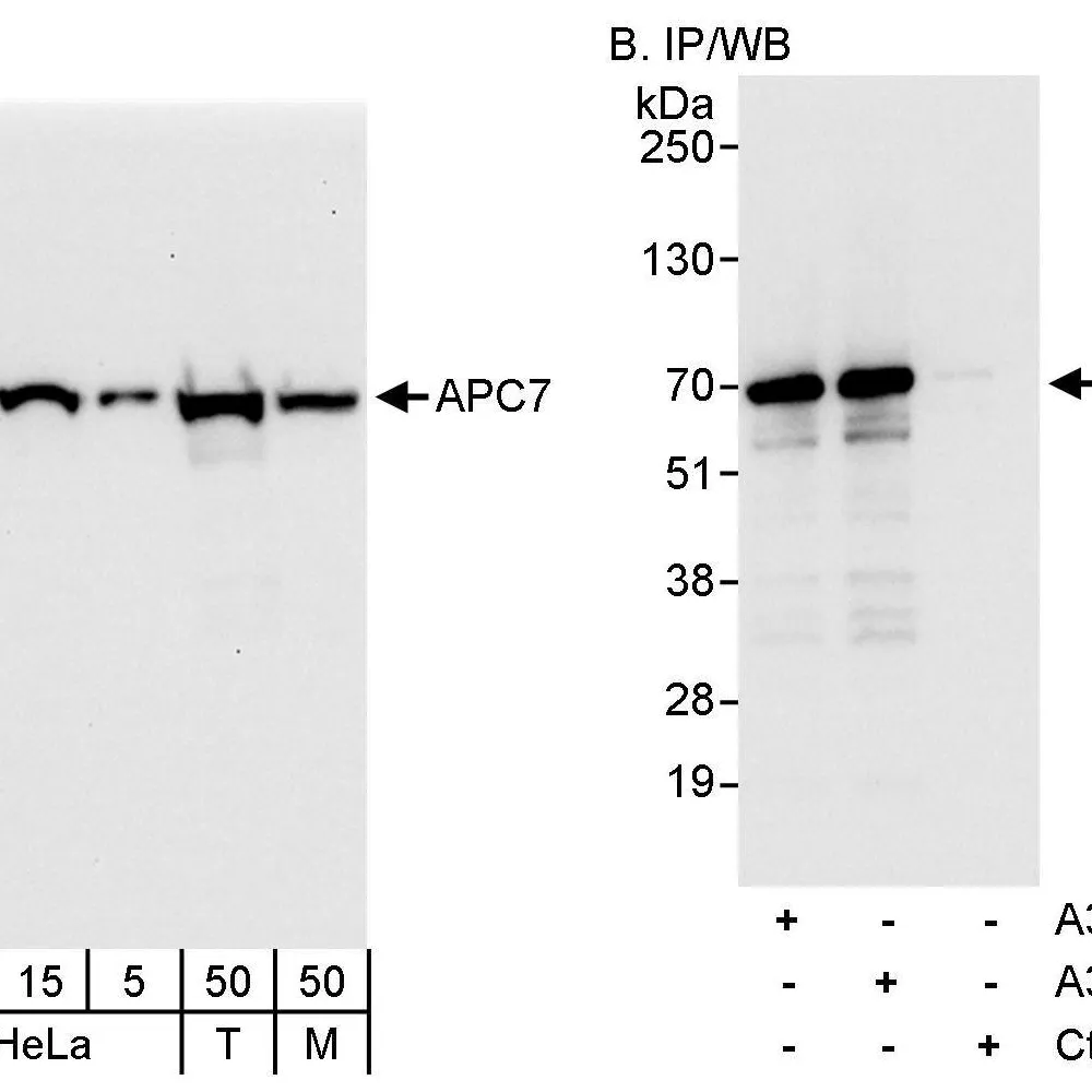 Rabbit anti-APC7 Antibody, Affinity Purified