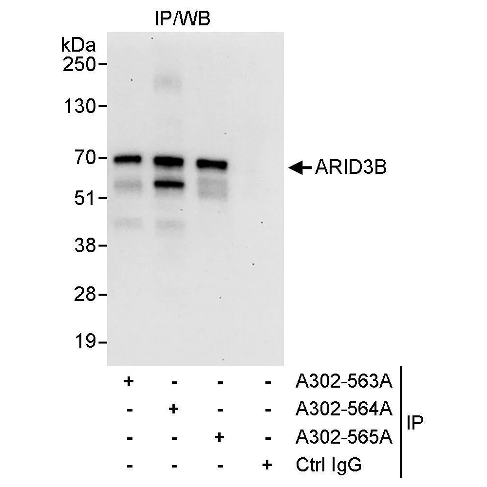 Rabbit anti-ARID3B Antibody, Affinity Purified