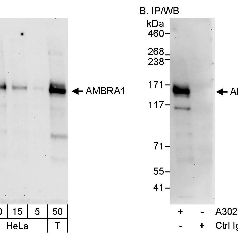 Rabbit anti-AMBRA1 Antibody, Affinity Purified