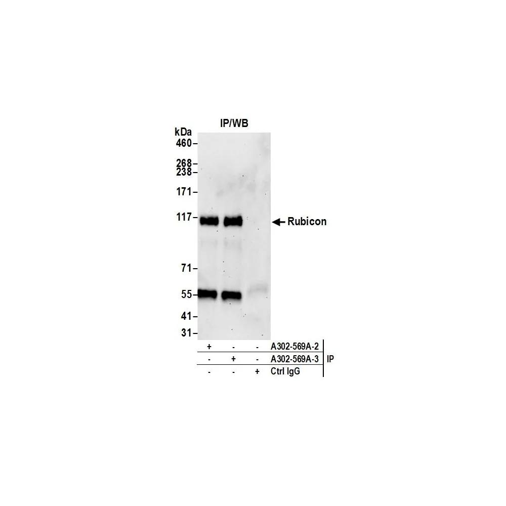 Rabbit anti-Rubicon Antibody, Affinity Purified