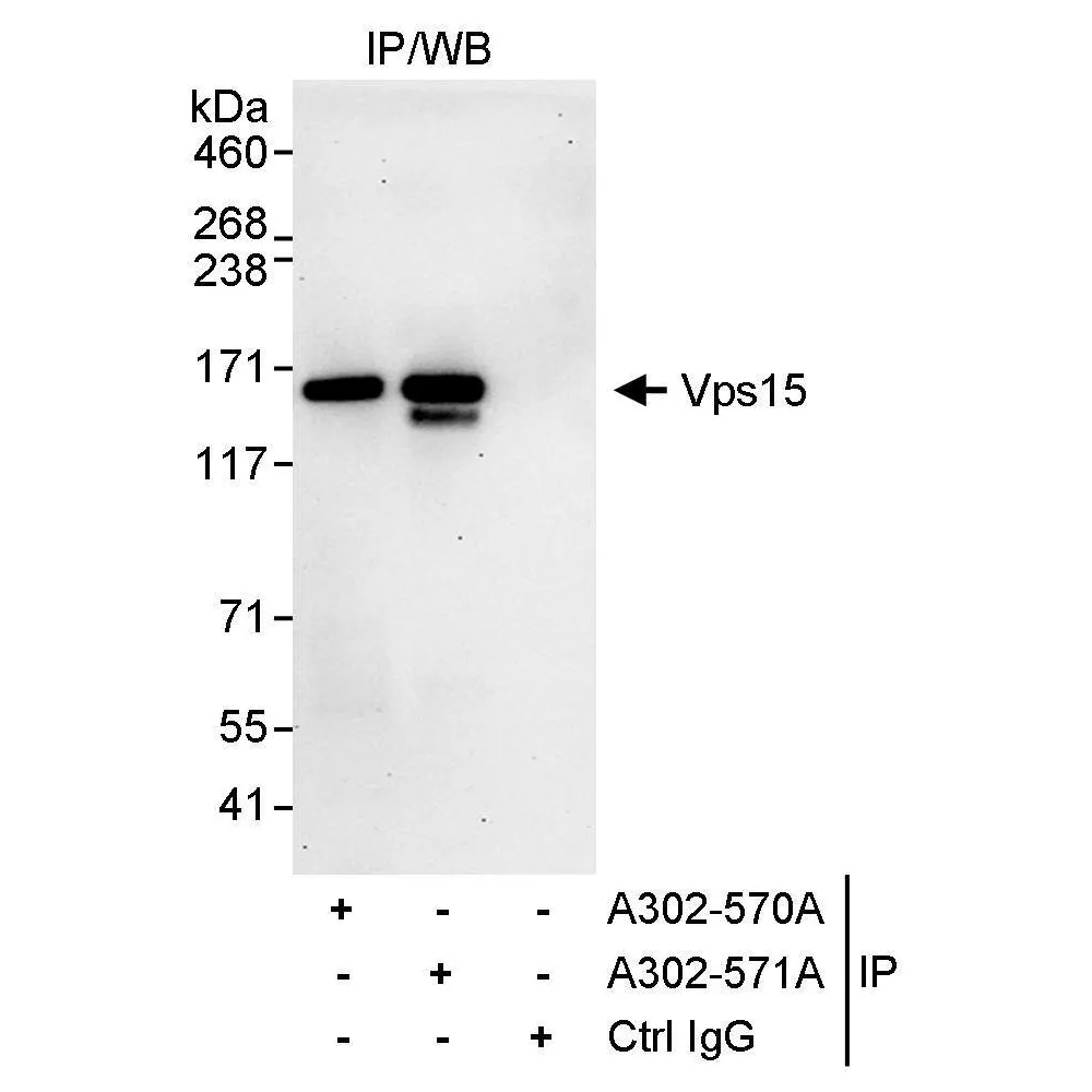 Rabbit anti-Vps15 Antibody, Affinity Purified