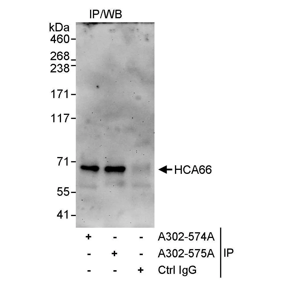 Rabbit anti-HCA66 Antibody, Affinity Purified