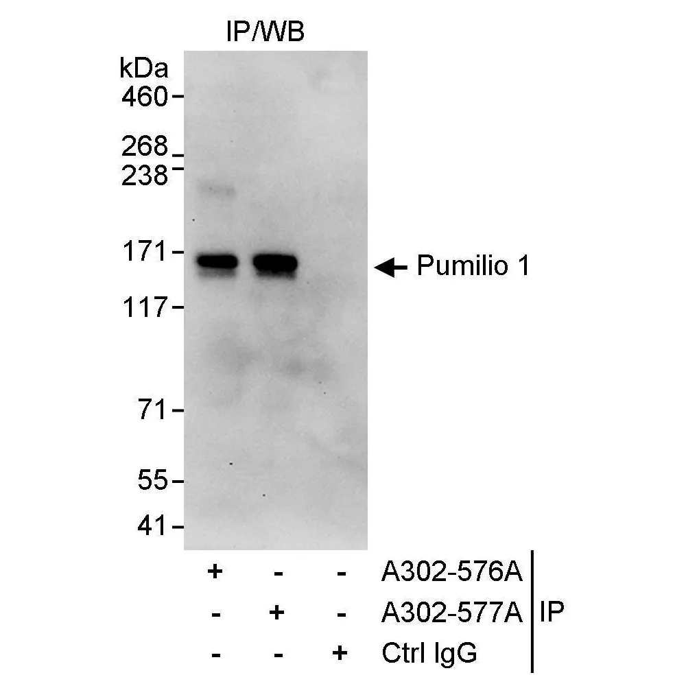 Rabbit anti-Pumilio 1 Antibody, Affinity Purified