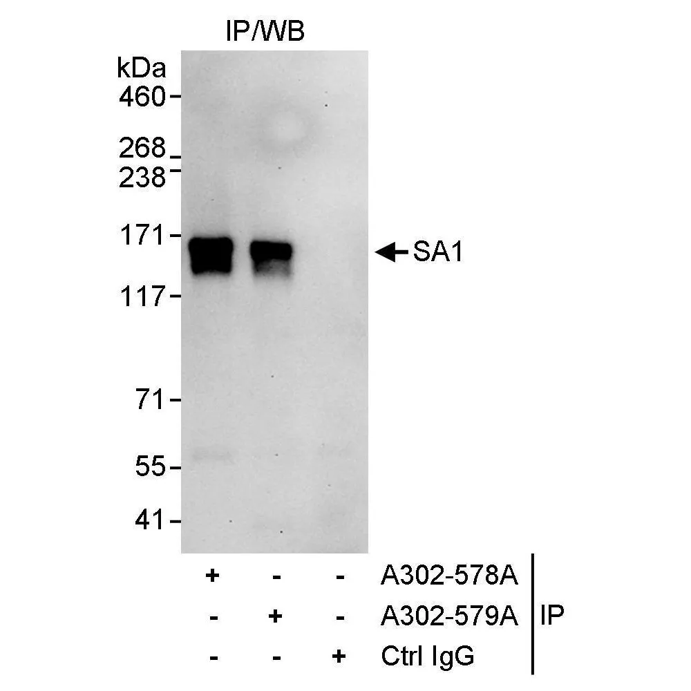 Rabbit anti-SA1 Antibody, Affinity Purified