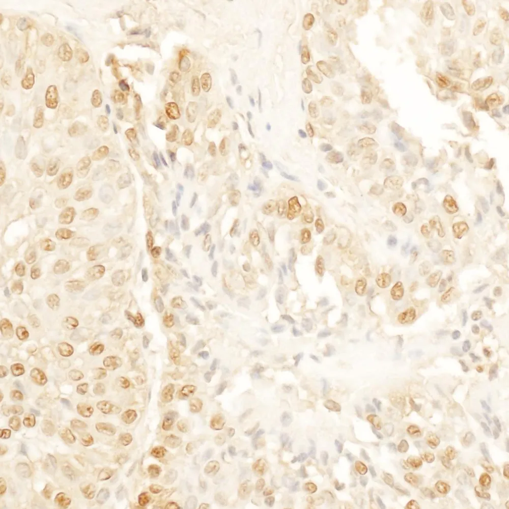 Rabbit anti-SA1 Antibody, Affinity Purified