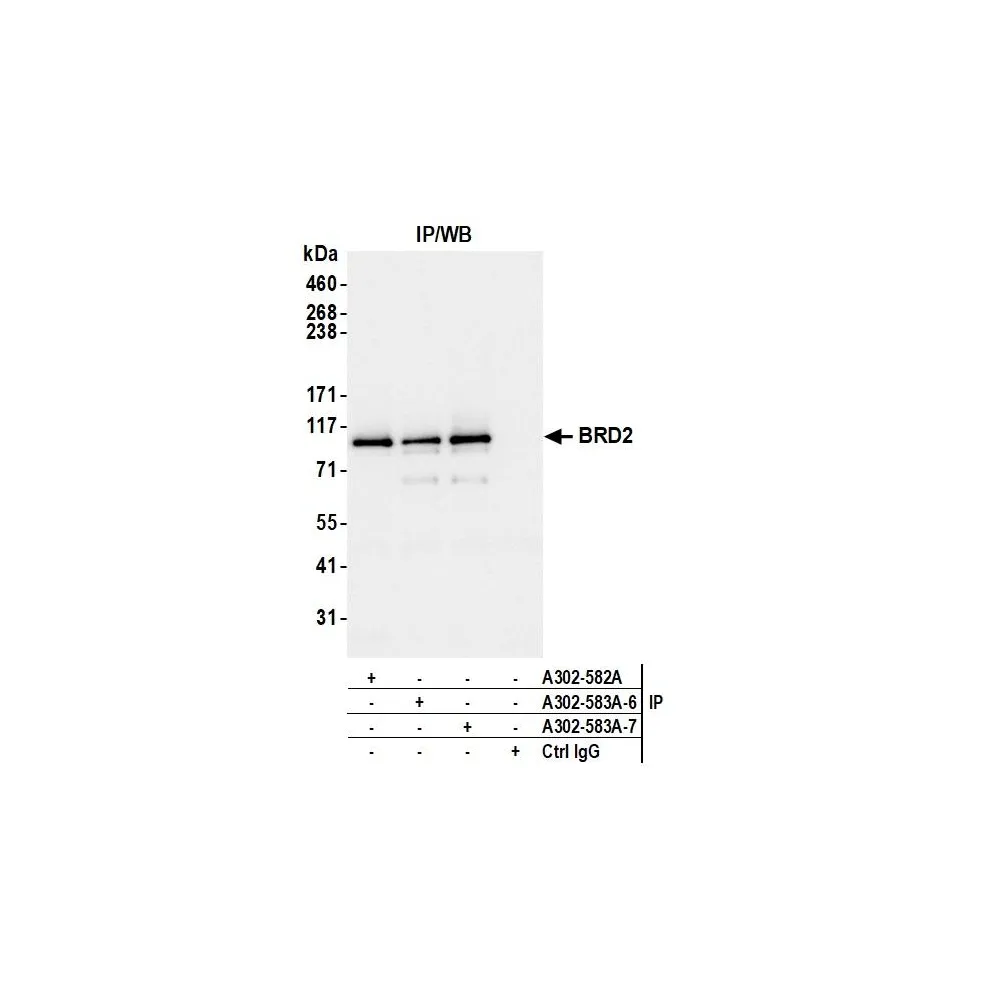 Rabbit anti-BRD2 Antibody, Affinity Purified
