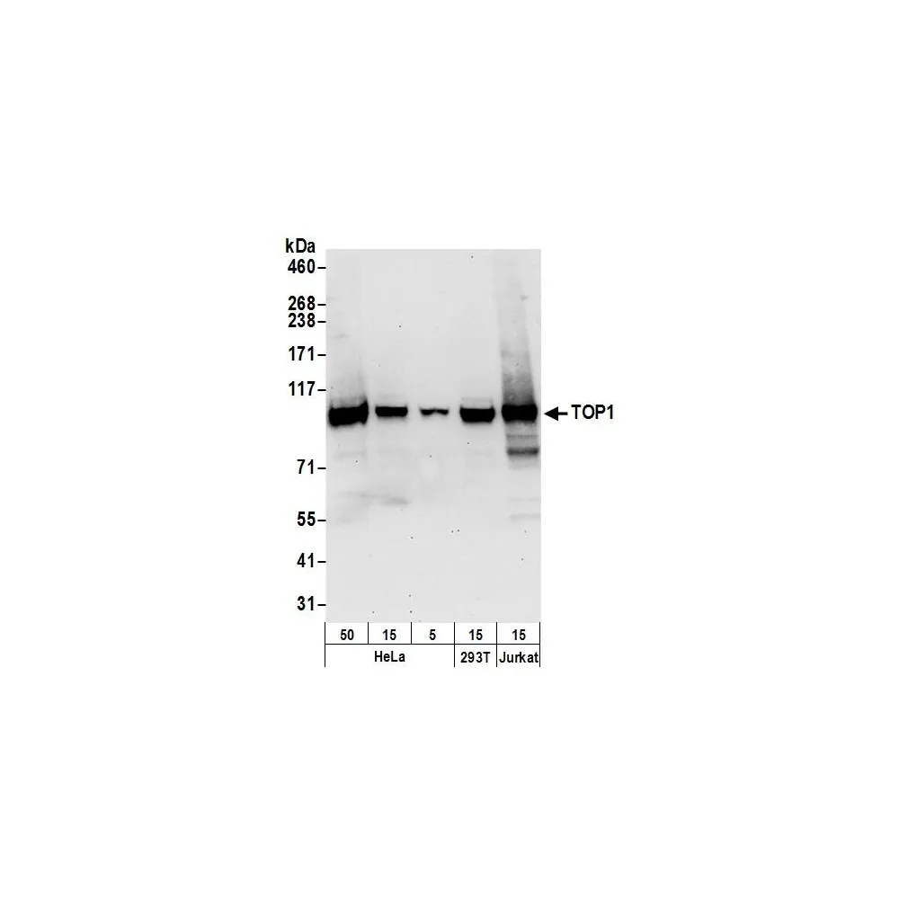 Rabbit anti-TOP1 Antibody, Affinity Purified