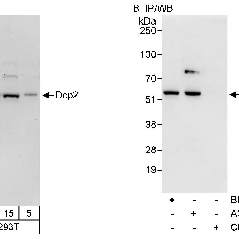Rabbit anti-Dcp2 Antibody, Affinity Purified