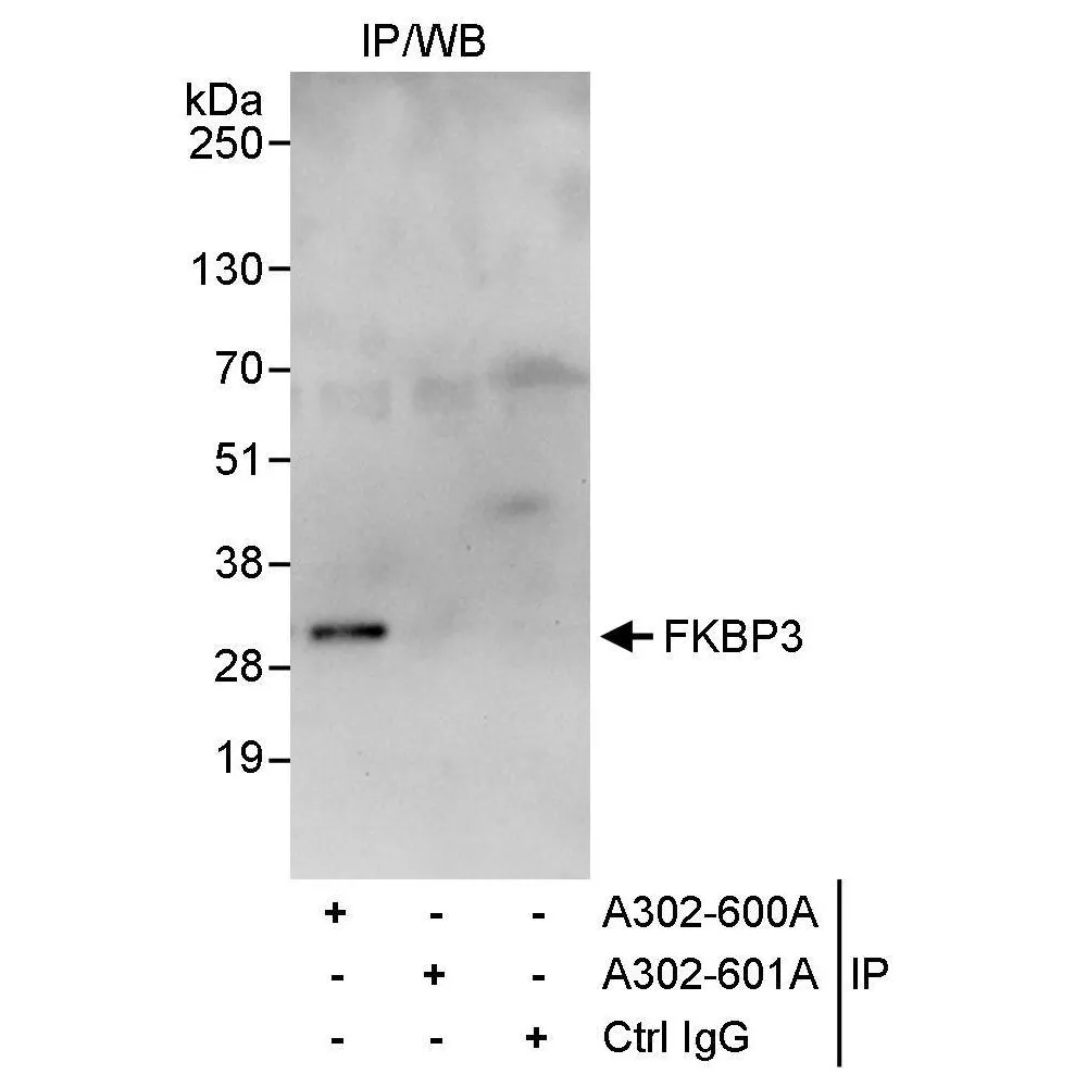 Rabbit anti-FKBP3 Antibody, Affinity Purified
