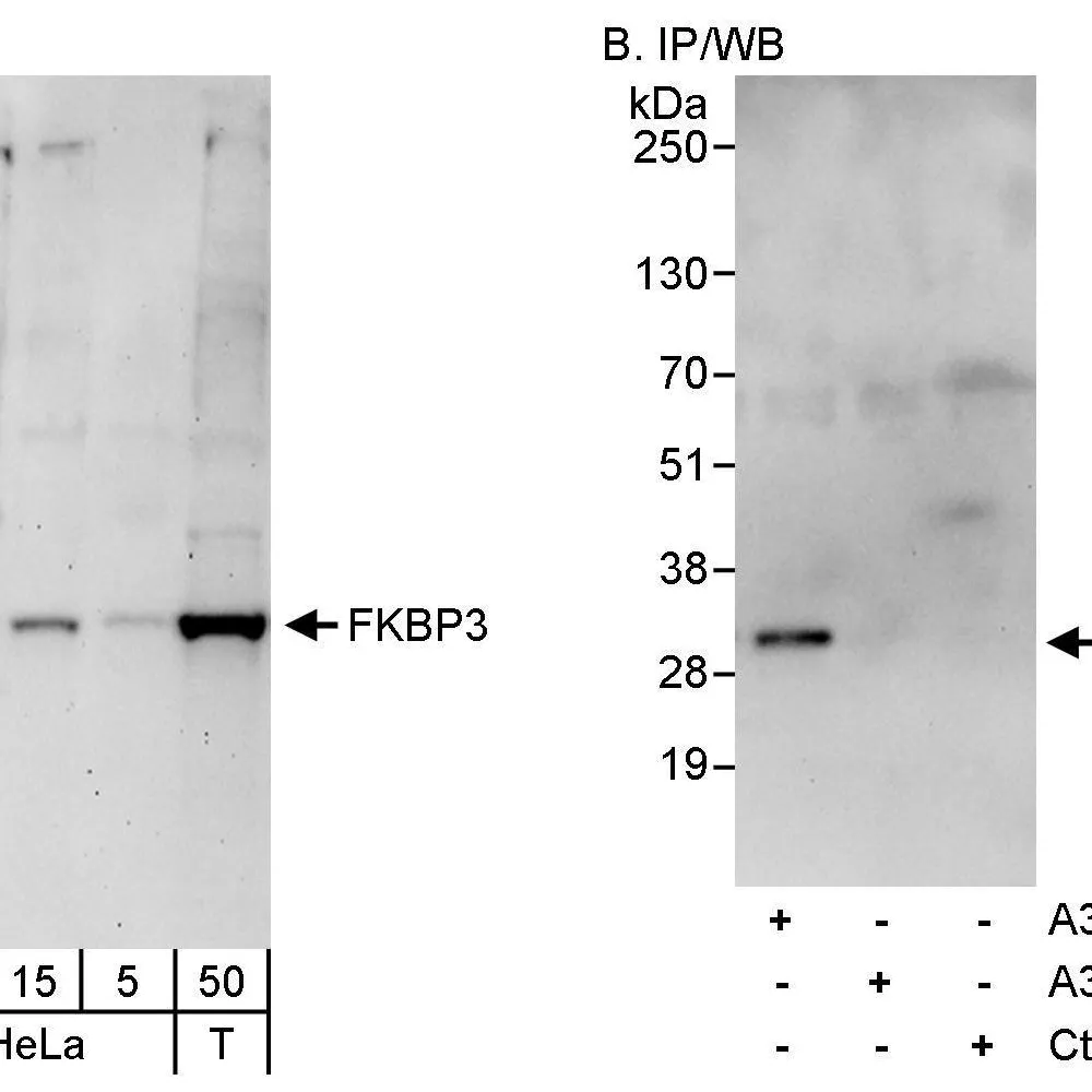 Rabbit anti-FKBP3 Antibody, Affinity Purified