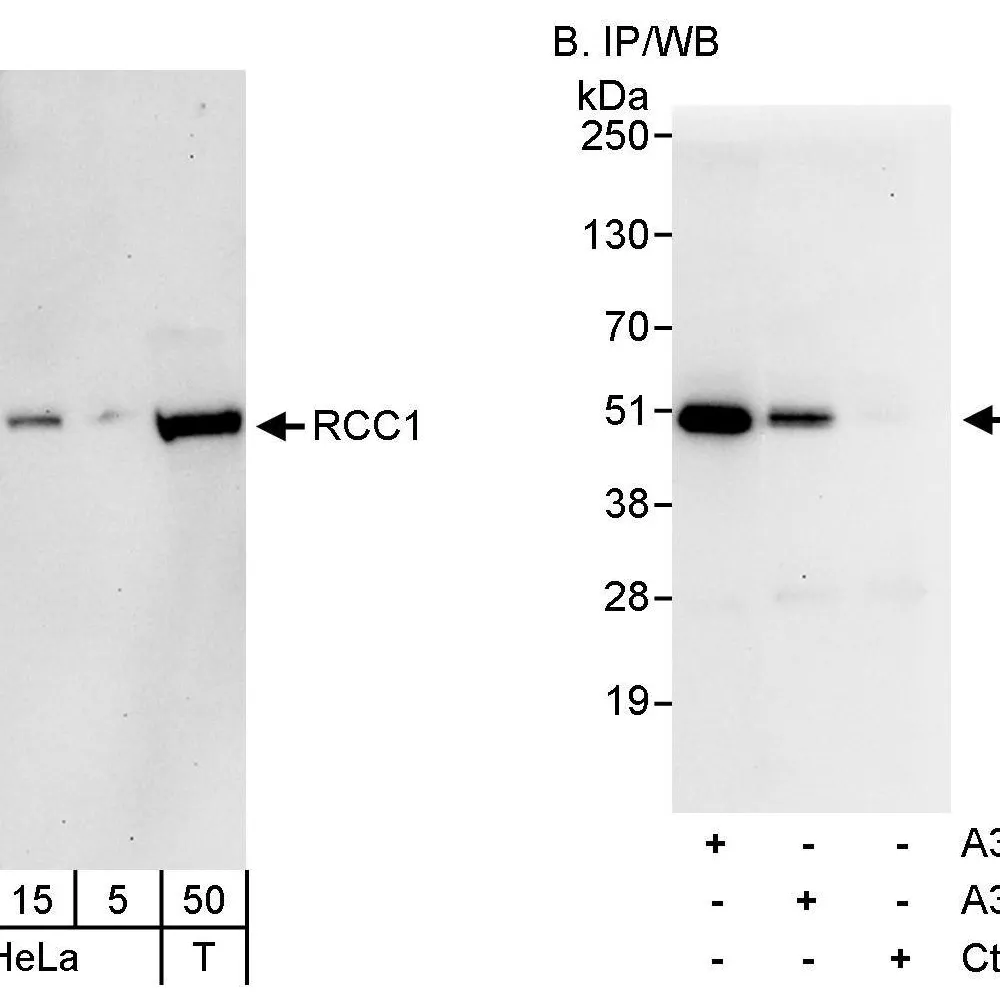 Rabbit anti-RCC1 Antibody, Affinity Purified