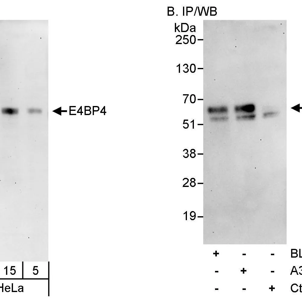 Rabbit anti-E4BP4 Antibody, Affinity Purified