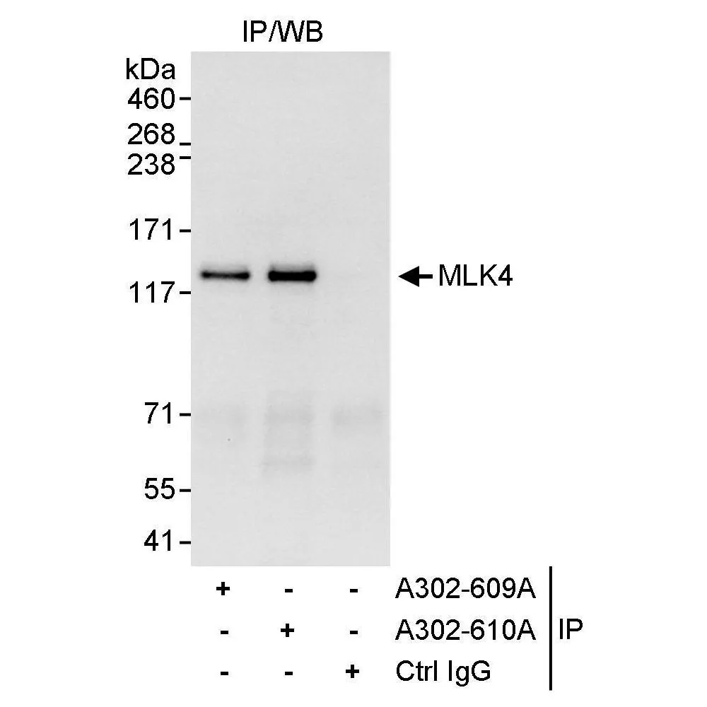 Rabbit anti-MLK4 Antibody, Affinity Purified